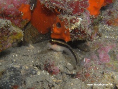 Parablennius rouxi (Streifenschleimfisch)